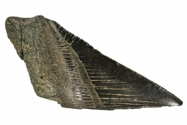Partial Fossil Megalodon Tooth - Georgia #106937